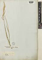 Image result for Ischaemum afrum