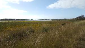 Image result for Fuirena abnormalis