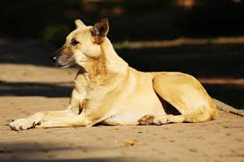 The pet names can be kept according to language like hindi dog names, tamil dog names, malayalam dog names, neutral pet dog name. Names For Female Dog In India List Of Female Dog Names