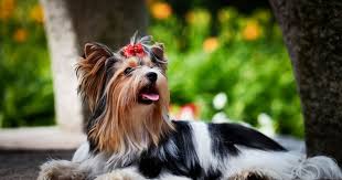 Yorkshire terriers live about 12 to 15 years. Biewer Terrier Eigenschaften