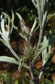 Image result for Dicoma tomentosa