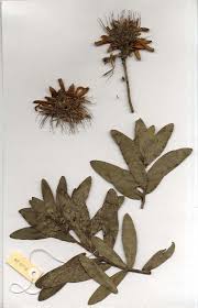 Image result for Protea micans