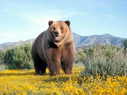 15 Of The Largest Animals In The World The Amazing World