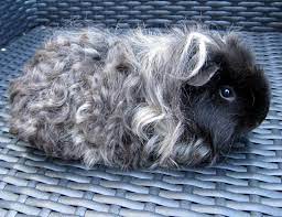 5 week old super cute long haired guinea pigs. Pin On Guinea Pigs
