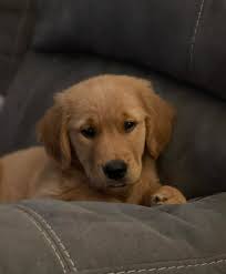 Hi everyone! I just wanted to introduce myself and share a photo of one of  my dogs, Millie 🐾