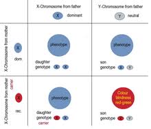 Men only have one copy of these genes because they only have one x chromosome. Hereditary Carrier Wikipedia