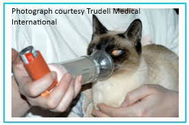 Although there are no true hypoallergenic cat breeds, some might be less likely to cause allergies than others. Are Siamese Cats Prone To Asthma Poc