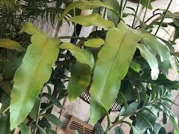 This allows your plant to drain excess water easily, and prevent it from getting on your desktop. Epiphyllum Oxypetalum Care Secrets Of Queen Of The Night