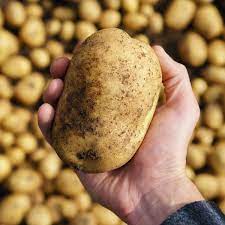 Yukon gold potatoes were created in canada, as a cross between the north. Six Reasons Why Potatoes Are Good For You
