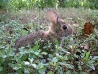 How To Care For Orphaned Wild Cottontail Bunnies Orphan