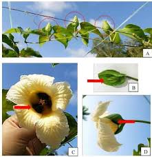 Vine flowers that start with c. The Flower Morphology Of M Cochinchinensis A Flower Bracts On Vine Download Scientific Diagram