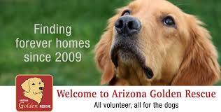 Look at pictures of golden retriever puppies who need a home. Welcome