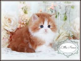 Red White Persian Kittens For Sale Cute Cats And Dogs Persian Kittens Kittens And Puppies