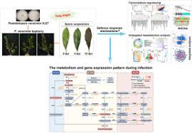 Transcriptomic and metabolomic analyses ...