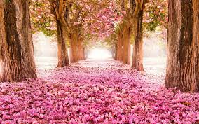 We have a massive amount of hd images that will make your. Flower Backgrounds Airwallpaper Com