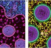 Frontiers | CellPAINT: Turnkey Illustration of Molecular ...