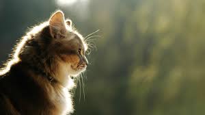 All will bring a smile to your face. Lovely Cat Wallpaper Hd Pixelstalk Net
