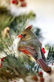 Birds Of Northern Indiana Female Northern Cardinal By Christina Rollo C Www Rollosphotos Com Close Up Of A Beautiful Female Northern Cardinal Cardinalis Cardi Birds Beautiful Birds Pretty Birds