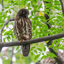 Eric Hamilton On Instagram Brown Hawk Owl Birdphotography Birdwatching Birds Bird Watchers Daily Birdlo Animals Owl Instagram