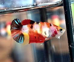 Fm Nemo 6 Hmpk Betta Female Full Egg Betta Nemo Betta Fish