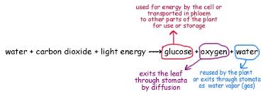 This section focuses on photosynthetic processes. Photosynthesis