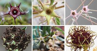 Image result for Brachystelma