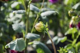 Find dahlias now at getsearchinfo.com! Tips On Getting Dahlias To Bloom Reasons For Dahlias Not Flowering