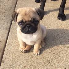 Puglove Pugalert Mypuglife Cute Animals