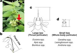 Bees occupy the pollinator niche in the ecosystem. Intraspecific Convergence Of Floral Size Correlates With Pollinator Size On Different Mountains A Case Study Of A Bumblebee Pollinated Lamium Lamiaceae Flowers In Japan Bmc Ecology And Evolution Full Text