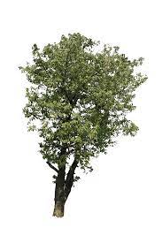 Plants Herbs Flowers