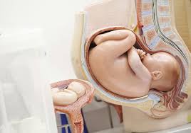Examination of the pregnant abdomen) in an osce station. Cervical Os In Pregnancy And Childbirth