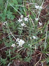 Image result for Cerastium afromontanum