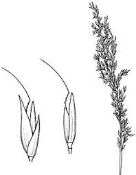 Image result for Arundinella nepalensis