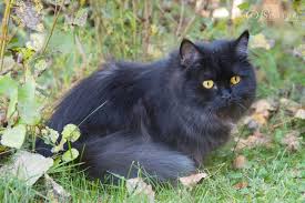 saya von sinthari deutsch langhaarkatze black smoke orange katzen schonen katzen schwarze katze
