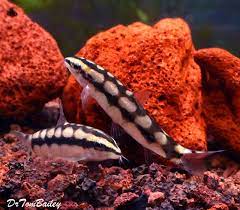 Dwarf Siam Loach Featured Item Dwarf Siam Loach Fish Petfish Aquarium Aquariums Freshwater Freshwaterfish Featureditem Pez Botia Pajaros Peces