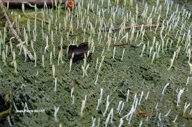 Image result for Multiclavula mucida