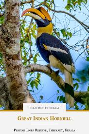 Enggang borneo designed by yuyud noer. State Bird Of Kerala Great Hornbill Buceros Bicornis Wild Birds Colorful Birds Animals Beautiful