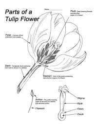 The male reproductive part of the flower produces pollen, while the female the main female reproductive part of a flower is called the pistil. Tulip Flower Male And Female Parts Sexual Reproduction In Plants Flowers Have Both Male And Female Parts That Work Together To Reproduce Myrta Hendley