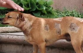 Coyotes Attack Small Dog And His German Shepherd Brother Saves His Life German Shepherd Dogs German Shepherd Names