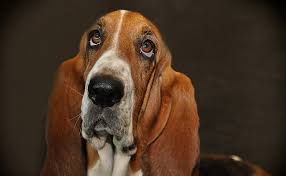 Quelles Sont Les Principales Maladies Des Yeux Chez Le Chien