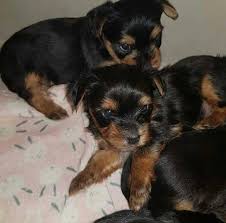 You can get free puppies from an animal shelter. Puppies For Sale In Utah Craigslist Ksl Dogs And Puppies For Sale Near Me Facebook