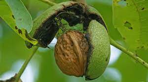 Maybe you would like to learn more about one of these? Walnut Juglans Regia British Trees Woodland Trust