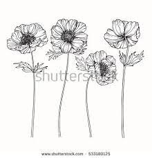 Battle On Anemone Stem Flower Drawing Poppy Flower Drawing Line Art Flowers