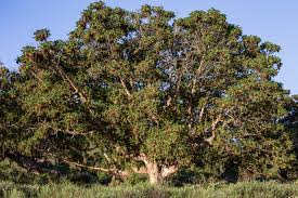 Image result for Astropanax abyssinicus