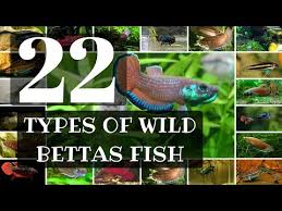 It contains an iridescent green or blue body with fins of red and/or blue color. 22 Types Of Wild Betta Fish Youtube