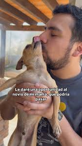 Feliz cumpleaños al mejor papá 💘 gracias por llegar a mi vida hace más de  dos años 🥹💗 por más cumpleaños juntos 🥰💞, ., ., ., ., .,  #chihuahuasofinstagram #chihuahua #chihuahuas #perrito #perrhijos ...