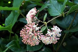 Image result for Rogiera amoena