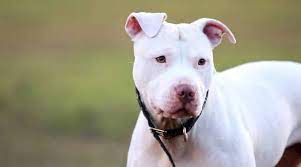 We did not find results for: White Pitbulls Genetics Pictures Puppy Prices More