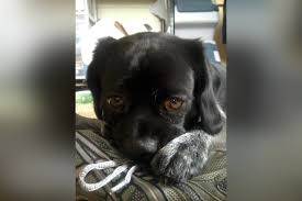How to deal with the grief of losing a pet. Losing A Pet Is Still An Intense Kind Of Grief Her View From Home
