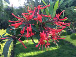 We did not find results for: Embothrium Coccineum Xera Plants
